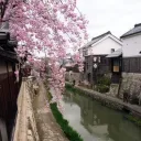 Lolitachin, trasferimento Discord Server Icon