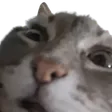 OphieIRL