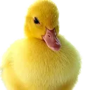 Los patos