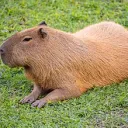 Roederes