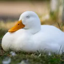 Ducks rainin server Discord server icon