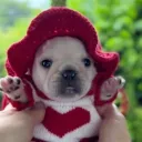 Fruity Pibbles