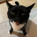 Catfé Discord Server Icon