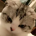 じゅんさば