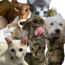 Peroxide Discord server icon