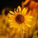 Sunny's Flower Field