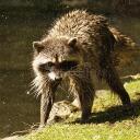 Lube Raccoon Discord Server Icon