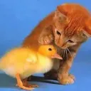 the ducks