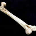 Bone Advertising