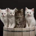Barrel of cats Discord Server Icon