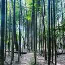 Bamboo Jungle