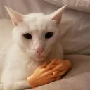 SIOMO's Corner of silly cats and kitties