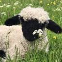 Discovery icon for “ 🌾 𐄹 Cotton Cloud Corner 𐄹 🐑 ” Discord server