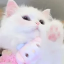 ୨୧ ⋆｡˚ ⋆ (.gg/vile) (.gg/kuromi)