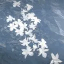 serene