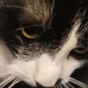 LE ROYAUME DE MIAOU