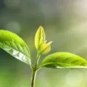 Indoor Gardener Advice