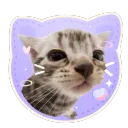 cat piss aka' /sillycats 𖾕𖾝꙼ᩚ𛲕𖾟