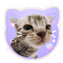 cat piss aka' /sillycats 🎀 avatar