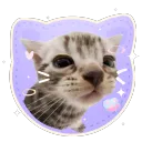 cat piss aka' /sillycats 🎀