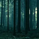 The Wendigo's Forest
