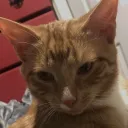 don't fuck with cats