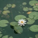 THE POND Discord Server Icon