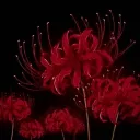 Zou (ARCHIVED)