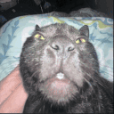 Eternal Void Hub avatar