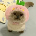 : aphèonie ―୨୧⋆ ˚ Discord Server Icon