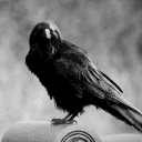 D I S G A R D avatar