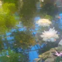 𝐰𝐢𝐥𝐥𝐰𝐨𝐨𝐝 𝐡𝐢𝐠𝐡 Discord Server Icon