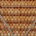 the empire of eggs Discord Server Icon