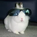 hi