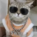 Swagilicious Discord Server Icon