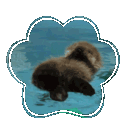 The Silly Aquarium !