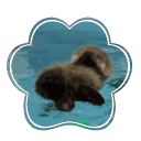 Discovery icon for The Silly Aquarium ! Discord server