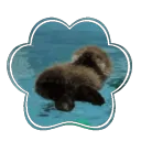 The Silly Aquarium ! Discord Server Icon