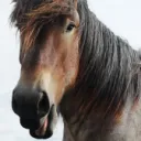 HollanDev's untitled horse game