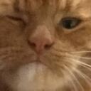 cat's portfolio icon