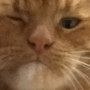 cat's portfolio icon