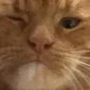 cat's portfolio