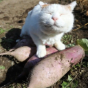 Discovery icon for Excelverse Discord server