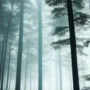 Clouded Vision: A Warriors RP