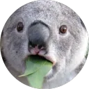 Eucalyptus Forest