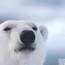 Polar_Bearz Discord Server Icon