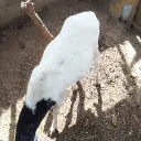 idrismusa0599