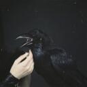 Raven's Nest [RP LOBBY] Discord Server Icon