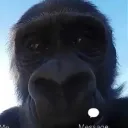 THM | THE HUNTING MONKEYS