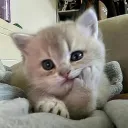 servertag ⊹ guilds ˖ cats ˖ cute ˖ art ˖ sfw ˖ pfps ˖ community